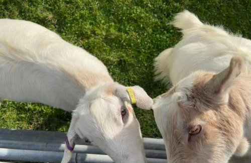 Poachers Hut 1-bed Cottage, Sleeps 2, Pet Friendly - Foto 50