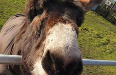 The Chase, Luxury Hot Tub Retreat, Pets Welcomed - Foto 50