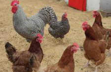 Żurawisko - Domki wśród natury - Foto 68