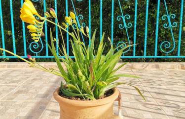 LEMON TREE GARDEN near Mirtos beach - Foto 16