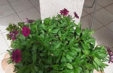 Rispescia Casa Vacanze Grosseto - Foto 25