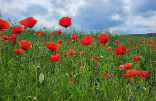 Giżycko-Przerwanki Domki Widok na Mazury - Foto 7
