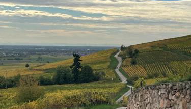 La Cour Zaepffel - Foto 2