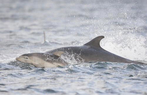 Dolphin View Hillockhead - Foto 50