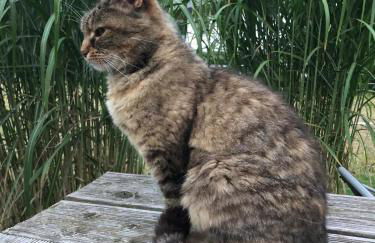 Ferienwohnung Lippert - Photo 15