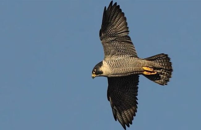 Karah Retreats - Symonds Yat - Foto 12