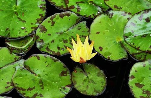 Villa Aguacate - Foto 7