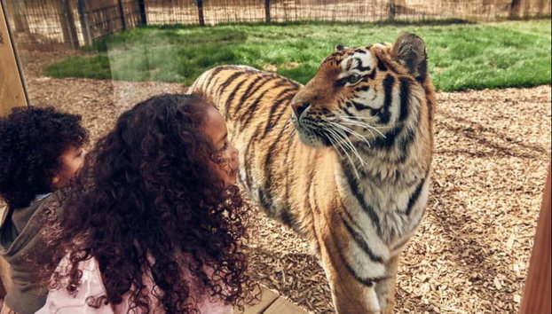 Entrada a Chessington World of Adventures - Foto 5, Conociendo a un tigre del parque