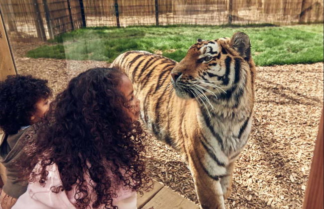 Entrada a Chessington World of Adventures - Foto 5