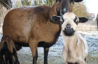 Holiday Home Oderhäuschen by Interhome - Photo 7