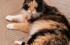 Terrazas de Anaga Natural Beach House - Foto 18