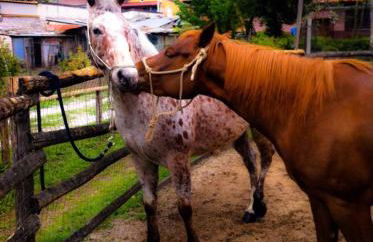 B&B Home Holiday Villa delle Acacie agriturismo - Foto 89