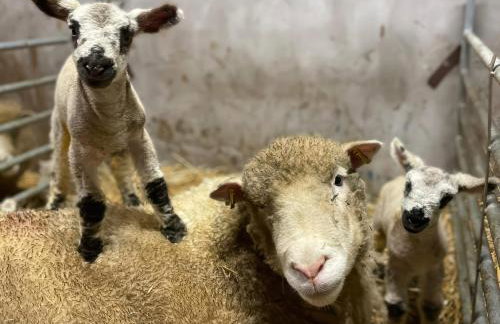 Betty's Farm Cottage - Foto 74