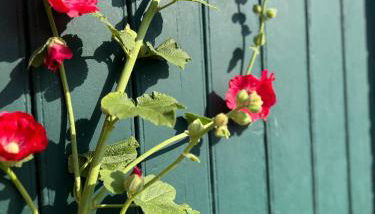 Altländer Obsthof - Photo 3