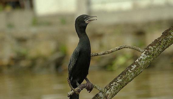 Safari sur le fleuve - Photo 5