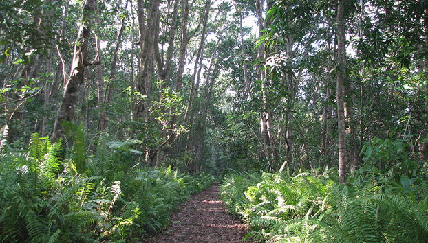 Jozani National Park Tour - Photo 2