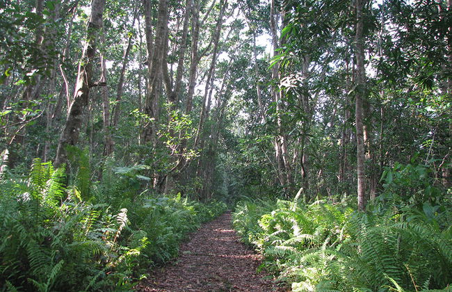 Jozani National Park Tour - Photo 2