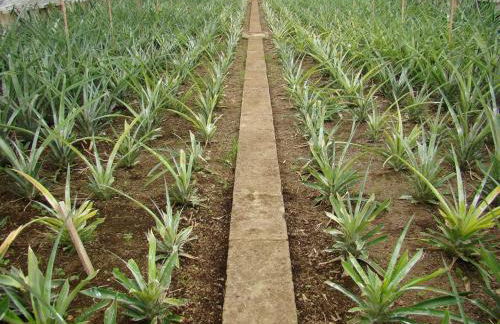 QVA - Quinta Velha das Amoreiras - Photo 34