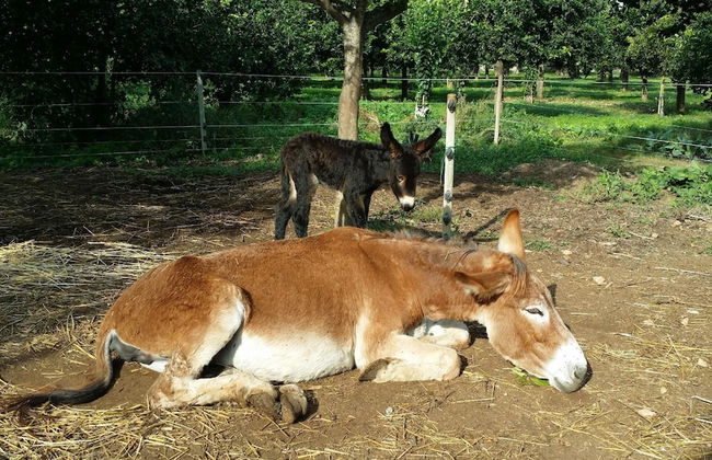 Casale Della Pergola With Cottage Sugarcane Pool - Foto 43