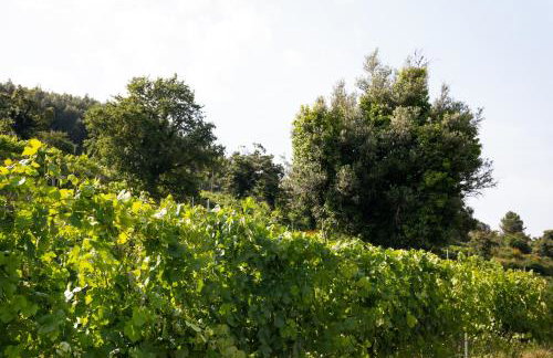 Quinta de Reis - Foto 44