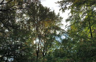 Ferienwohnung Waldgeflüster - Foto 15