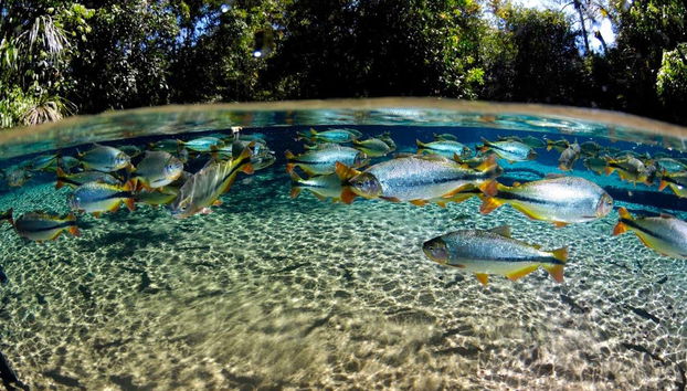 Aguas cristalinas del Aquário Encantado