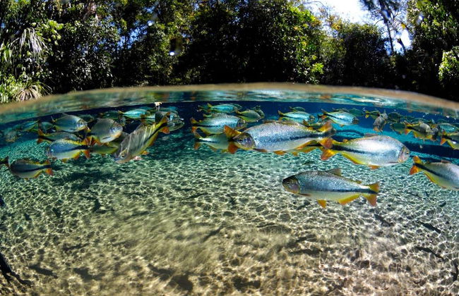 Excursión al Aquário Encantado de Nobres - Foto 2
