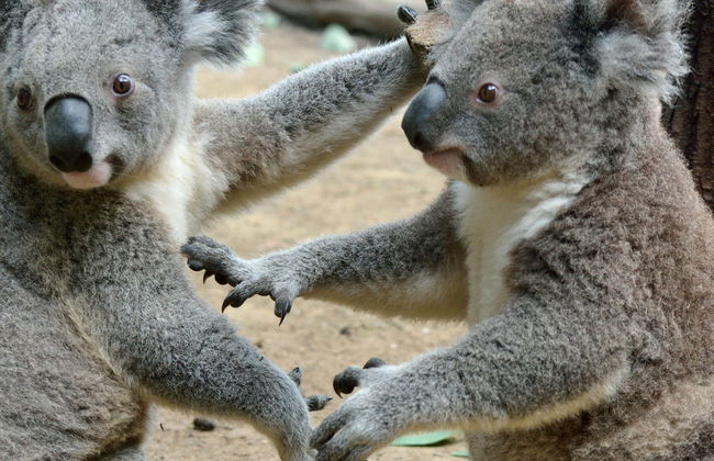 Excursion à Australia Zoo - Photo 1