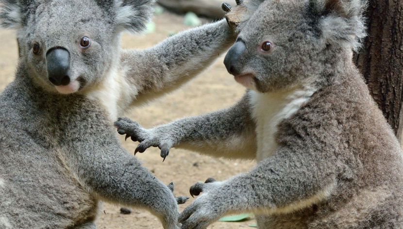 Excursão ao Australia Zoo