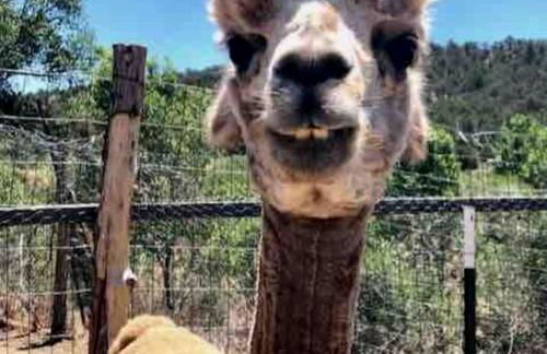 Log Casita Overlooking Pond and Waterfall near Taos, New Mexico - Foto 39