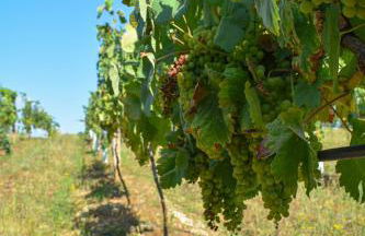 QUINTA DO RIBEIRO Garden House - Foto 57