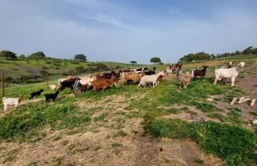 Casa Amarela - Praias Alqueva - Foto 21