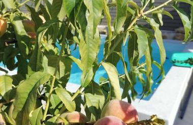 Bedoin Mas PASEVE - Foto 8