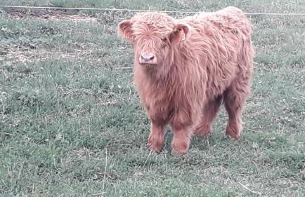 MA ROSE DES LUMIERES maison indépendante 6 personnes avec grande cour - Foto 17