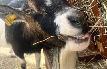 Stroblhof - Photo 42