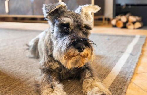 Casa de Invitados - Foto 12