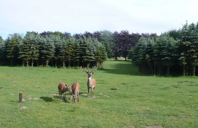 Mansion in Beauplateau Near Forest - Photo 33