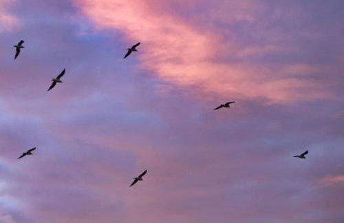 Fewo Zwergseeschwalbe - Ostsee at its best! - Foto 17