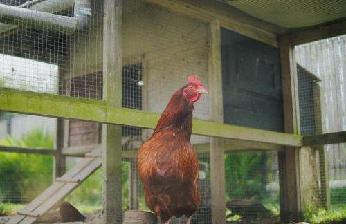 Gite Les Dauphins à Matignon - Foto 19