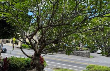 Stylish Studio Condo Near Magic Sands Beach - Foto 23