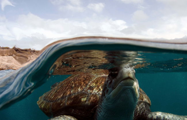 Tenerife Snorkelling & Sea Turtle Watching - Photo 1