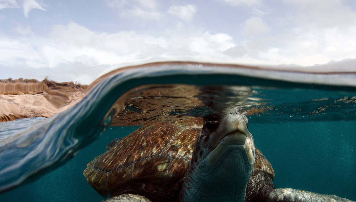 Snorkel con avistamiento de tortugas en Tenerife