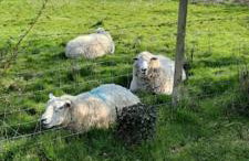 Sycamore Lodge Kent With EV Zappi type 2, swimming pool for a fee - Foto 3