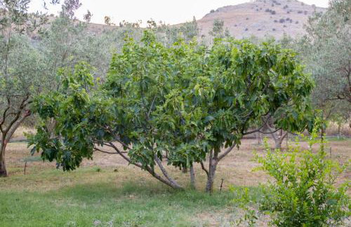 Ktima Anastasia - Foto 55