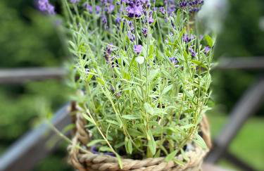 Lawendowy Domek TP - Foto 49