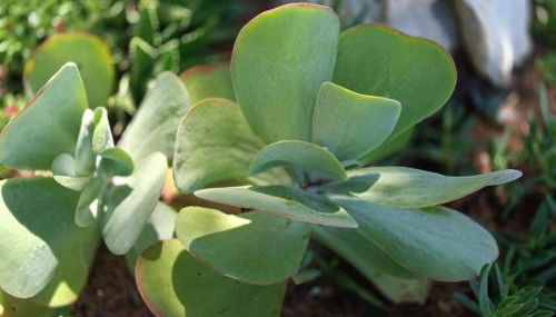 San Nanni House - Foto 4, Garden