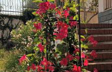 Villa Cristina - Foto 17