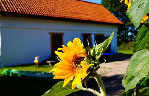 Rybaczówka Łuknajno - Foto 44