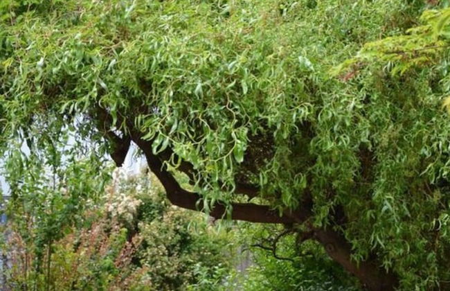 Holiday Apartment Coffee Mill - Foto 15