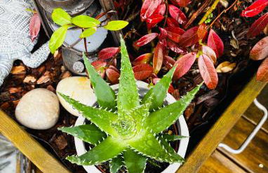 Cocon entre presqu'île du Cap Ferret et plages océanes - terrasse - 1 vélo gratuit - Foto 26